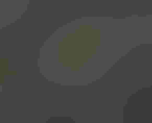 Non-breeding adult male. Foto: Vil.sandi/Flickr (CC BY-ND 2.0)