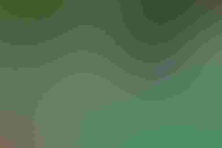 Non-breeding adult male. Foto: Jason Bowler/Flickr (CC BY-NC 2.0)