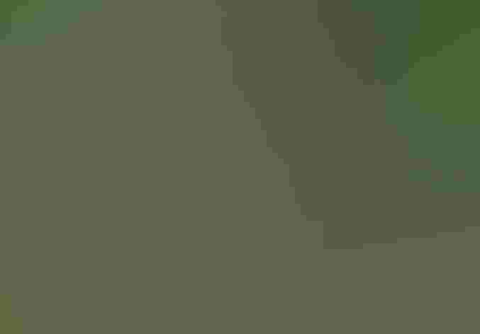 Breeding adult male. Foto: Frank Vassen/Flickr (CC BY 2.0)