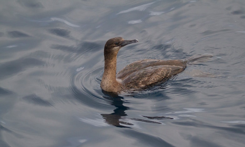 Brandt's Cormorant | Audubon Field Guide