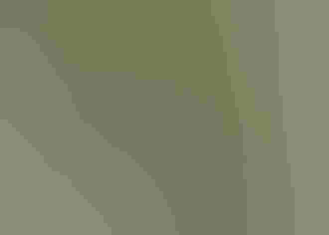 Adult. Photo: Carla Kishinami/Flickr (CC BY-NC-ND 2.0)