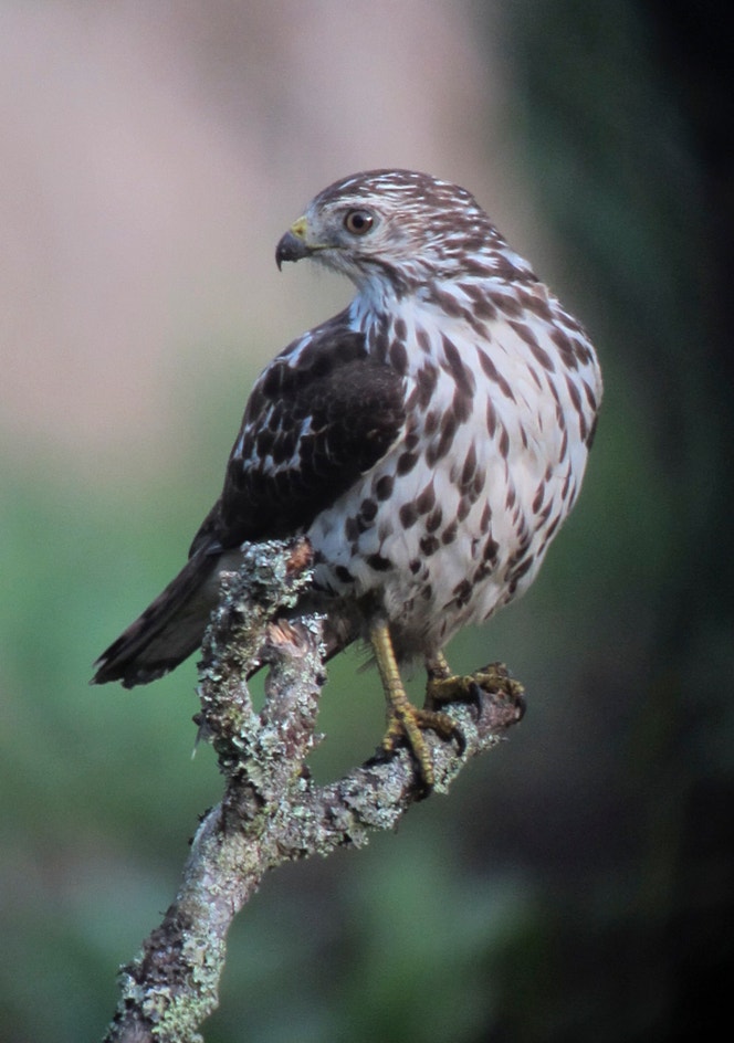 Broadwig Hawk Broad-winged Hawk | Audubon Field Guide