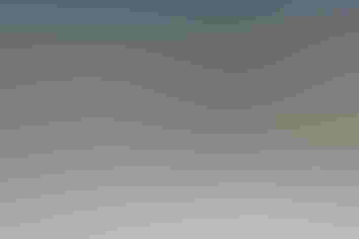 Cackling Geese and American Wigeon, adults. Photo: Jason Taylor/Audubon Photography Awards