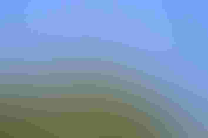 Adult. Photo: Martha Marks/Shutterstock