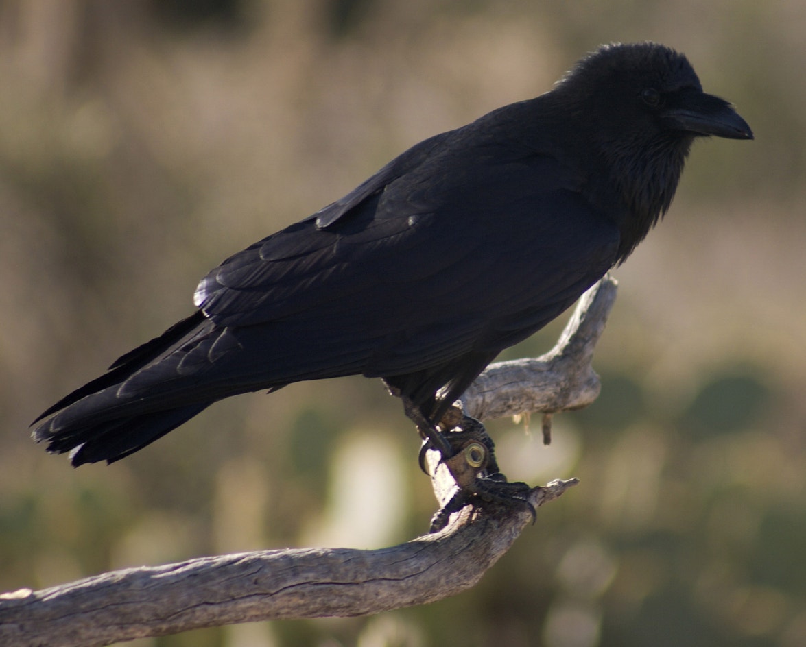 Chihuahuan Raven | Audubon Field Guide