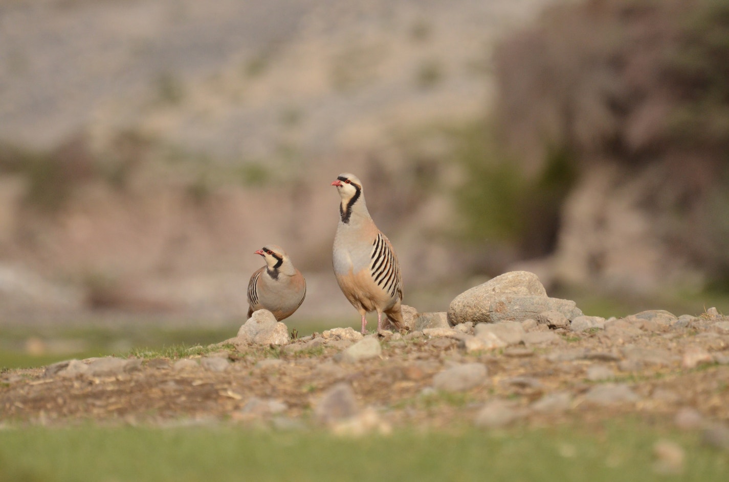 Chukar | Audubon Field Guide