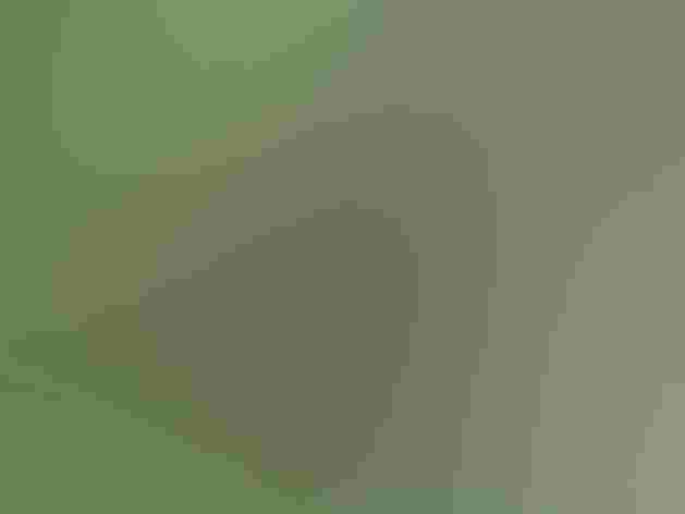 Juveniles. Photo: Rich Hoeg/Flickr (CC BY-NC-ND-2.0)