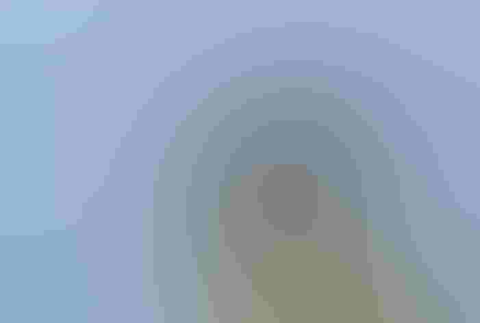 Adult. Photo: Frank D. Lospalluto/Flickr (CC BY-NC-ND-2.0)