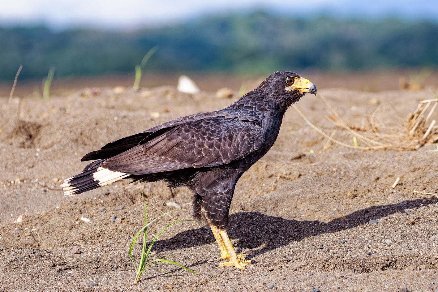 Common Black Hawk | 探花精选 Field Guide