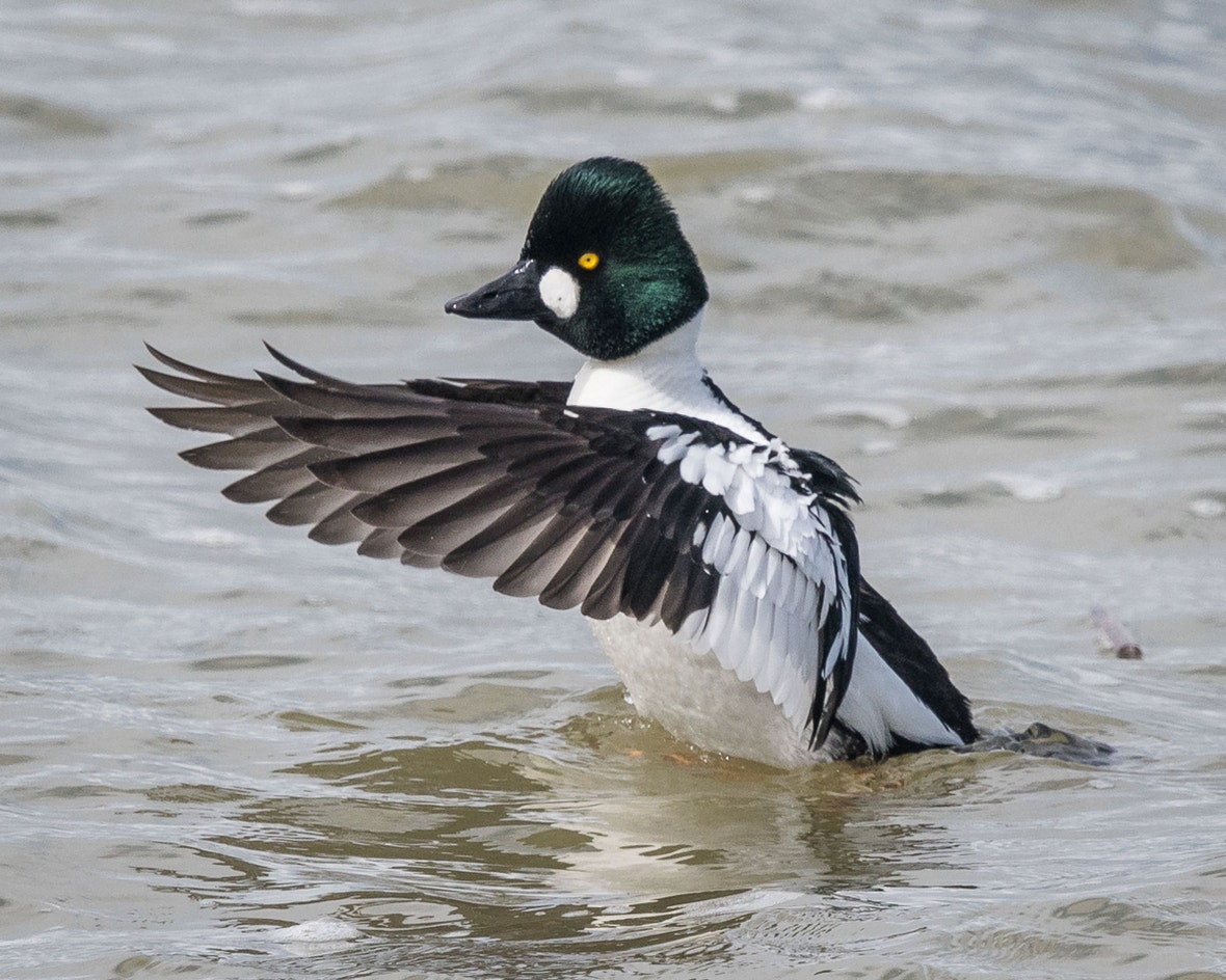 Common Goldeneye | Audubon Field Guide