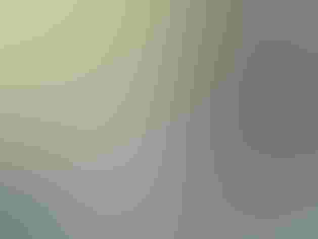 Molting adult. Photo: Imran Shah/Flickr (CC BY-SA-2.0)