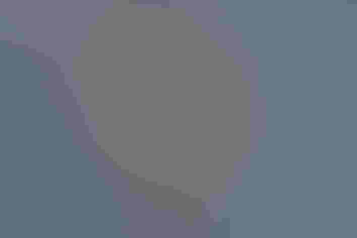 Non-breeding adult. Photo: Ed Dunens/Flickr (CC BY-2.0)