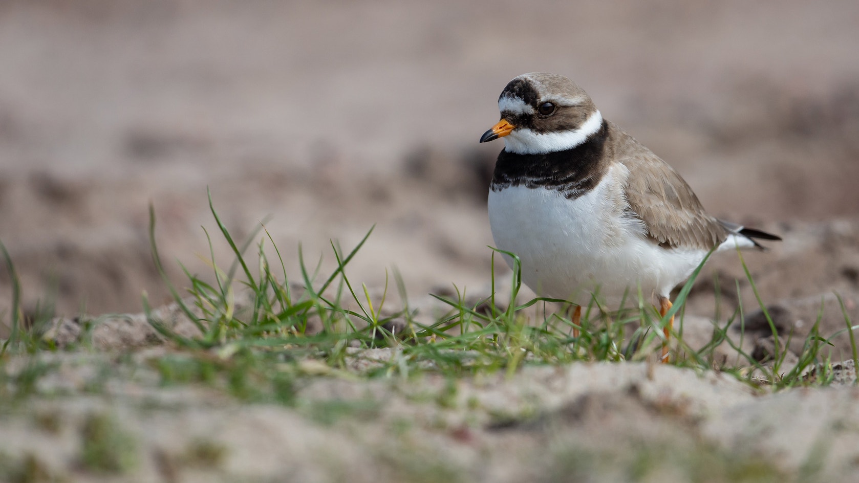 Common Ringed Plover | Audubon Field Guide