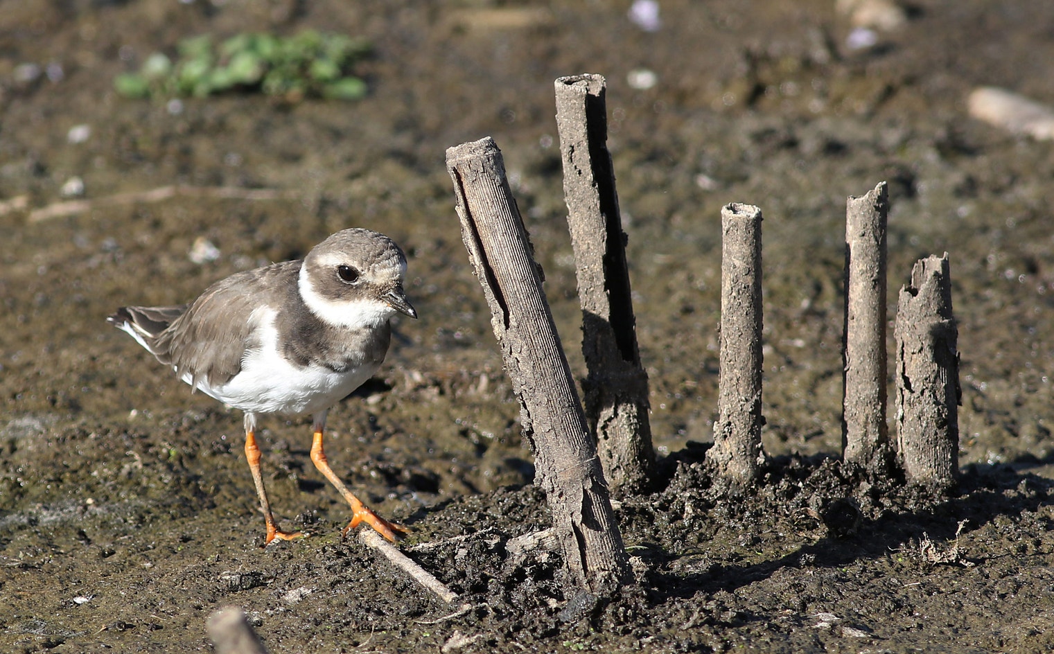 African Ringed Plover Common Ringed Plover | Audubon Field Guide