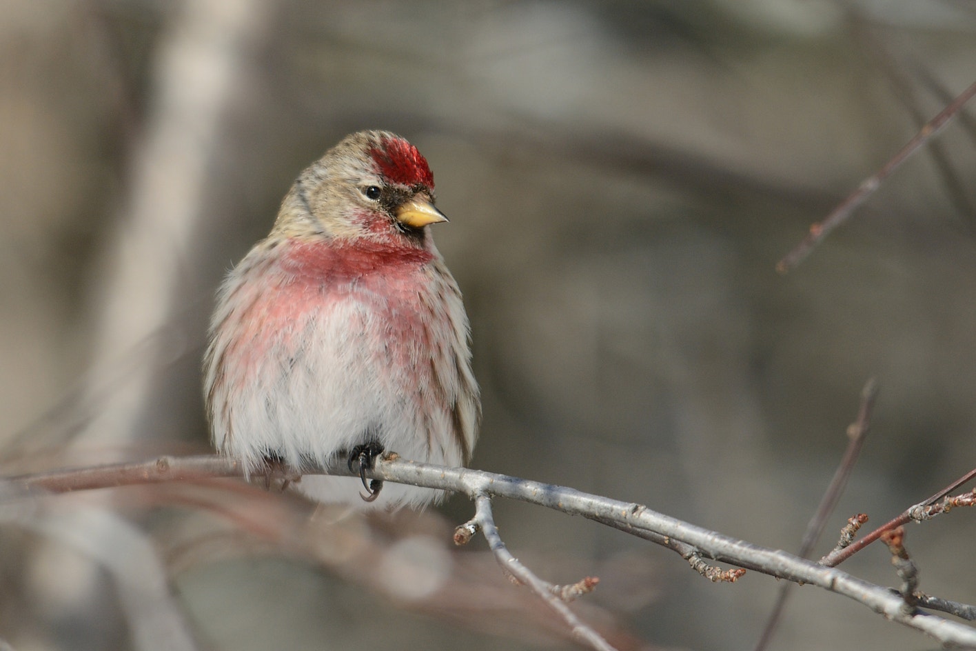 Red Poll Types Redpoll | Audubon Field Guide