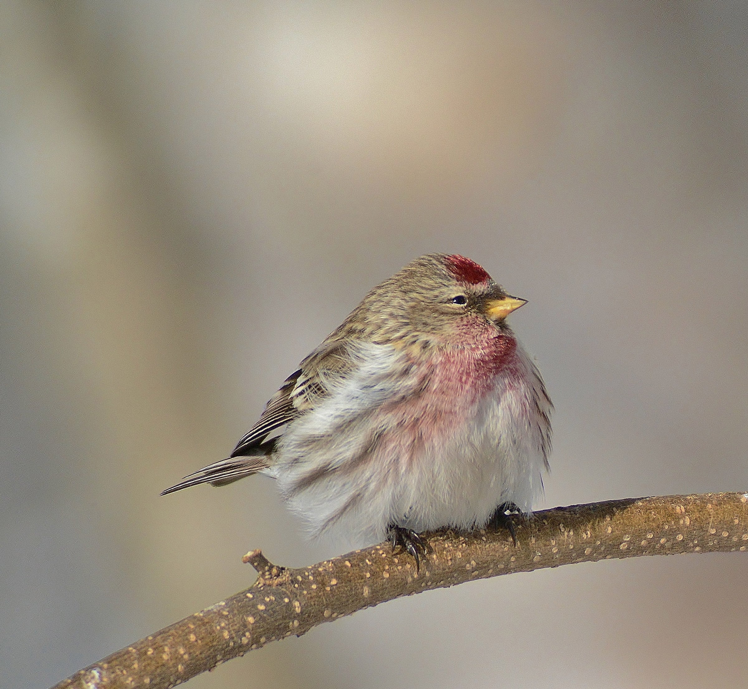 Common Redpoll Audubon Field Guide