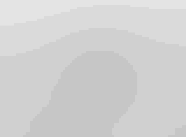 Molting adult. Foto: Alan Schmierer/Flickr (CC0 1.0)