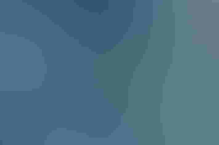 Adult. Photo: Brandon Trentler/Flickr (CC BY-2.0)