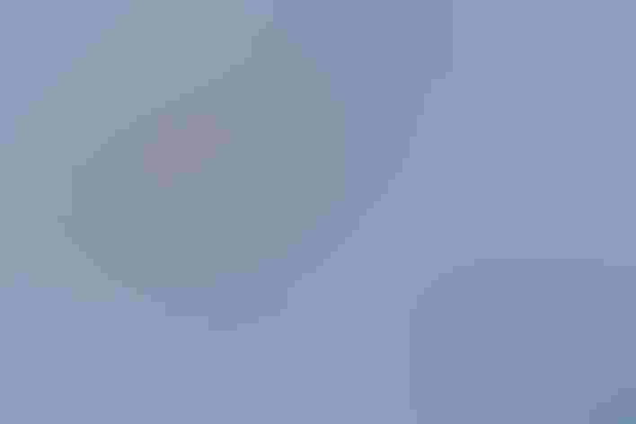 Adult. Photo: Hstiver/iStock