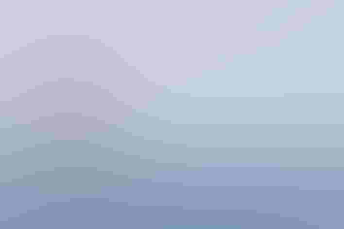 Adult. Photo: Hstiver/iStock