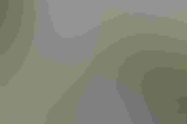 Adult male. Photo: Dominic Sherony/Flickr (CC BY SA 2.0)