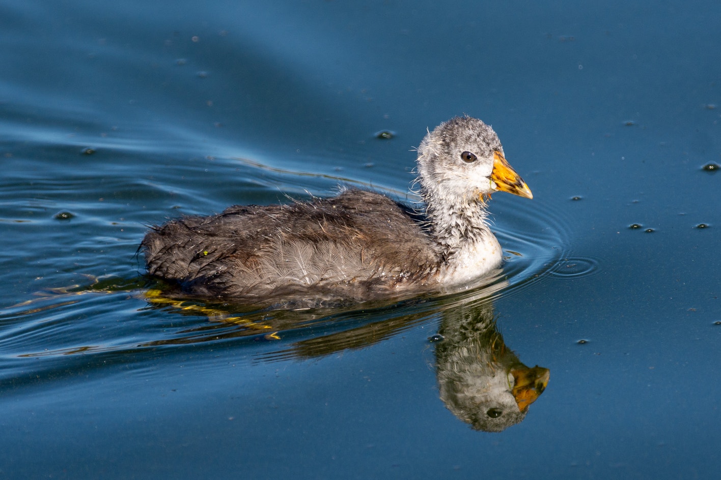 American Coot | Audubon Field Guide