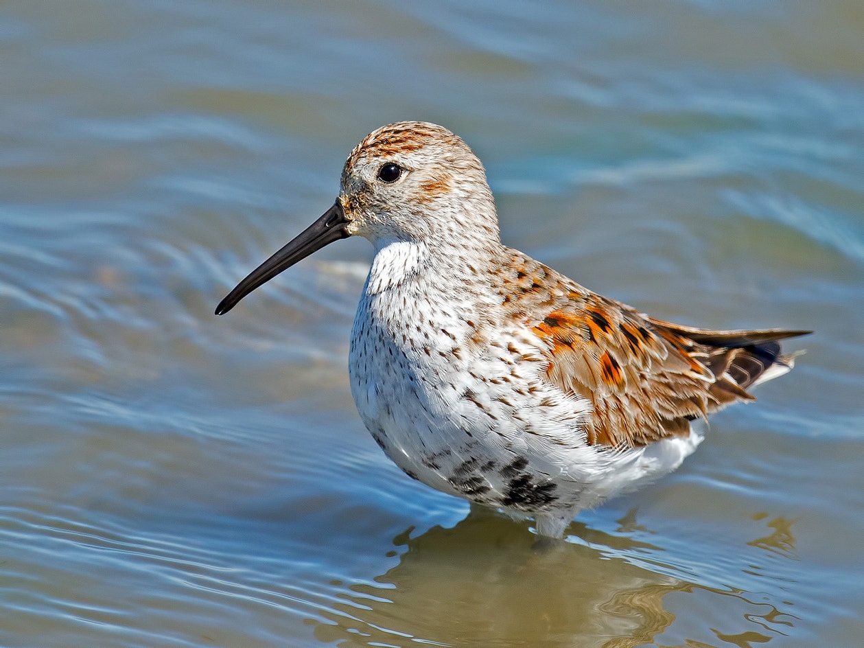 Dunlin Identification Dunlin | Audubon Field Guide