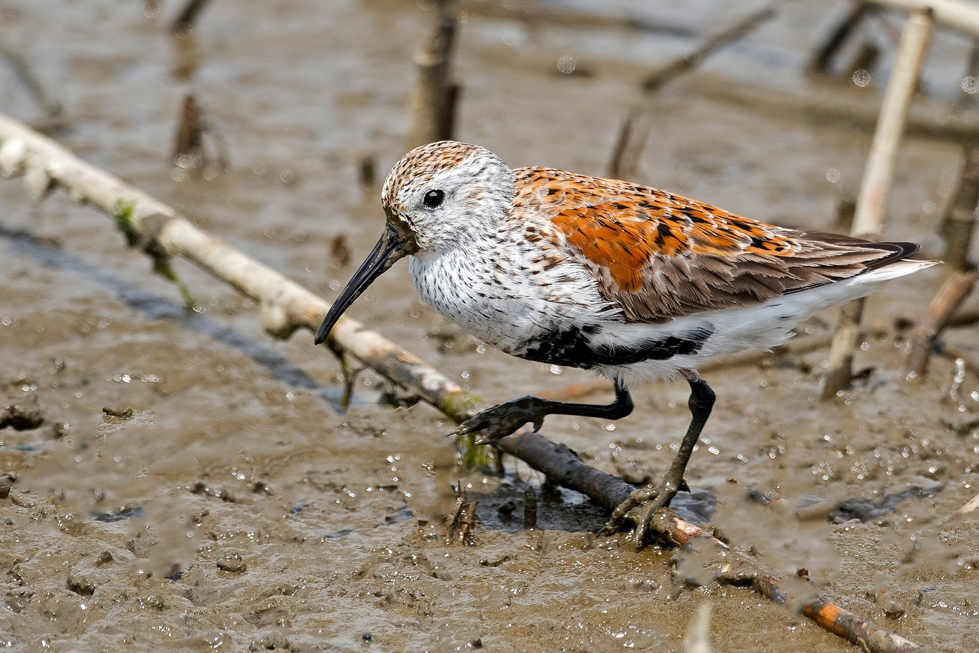 Dunlin Identification Dunlin | Audubon Field Guide