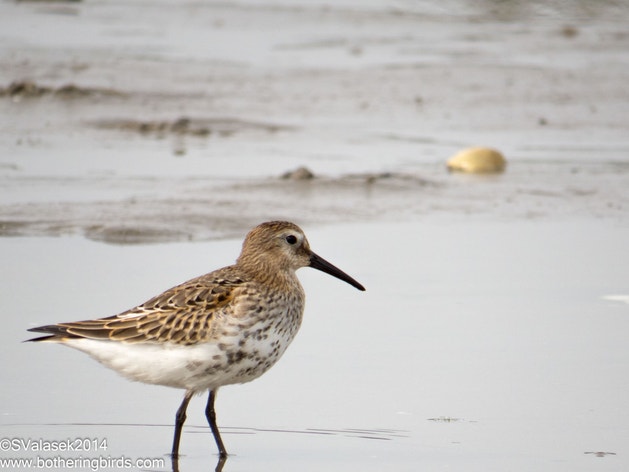 Dunlin Identification Dunlin | Audubon Field Guide