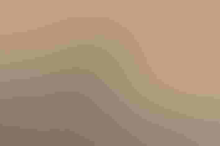 Immature. Photo: Earnest Tse/iStock