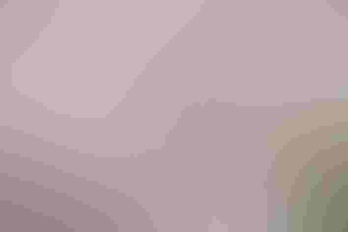 Adult. Photo: Wanphen Chawarung/Shutterstock