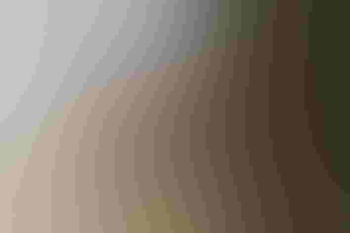 Adult. Foto: RoSy76/Shutterstock