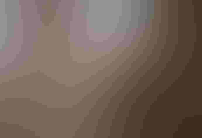 Adult. Foto: Jay Pierstorff/Shutterstock