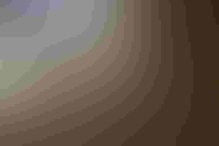 Adult. Foto: Susan E. Viera/Shutterstock