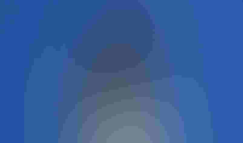 Juvenile, dark morph. Photo: Bryant Olsen/Flickr (CC BY NC 2.0)