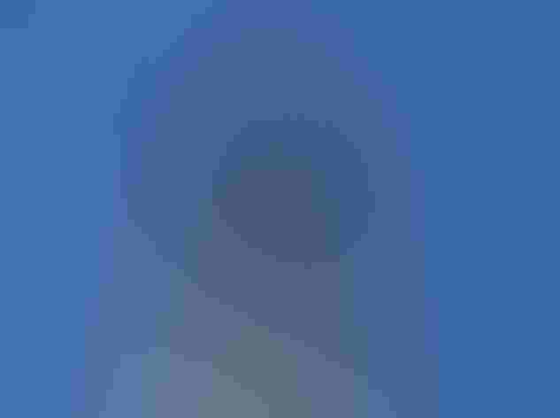 Juvenile, dark morph. Photo: Bryant Olsen/Flickr (CC BY NC 2.0)