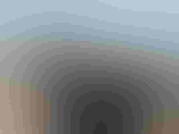 Adult. Photo: Henry T. McLin/Flickr (CC BY-NC-ND-2.0)