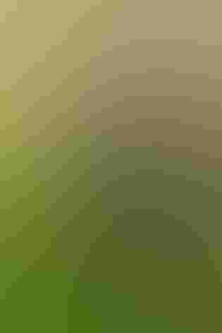 Juvenile. Photo: Brian Kushner/iStock