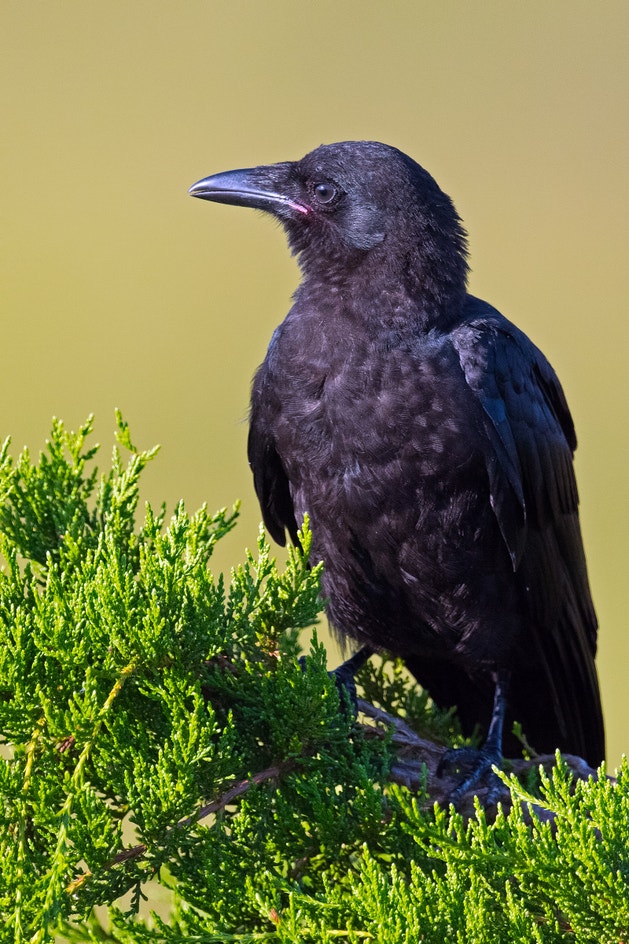 Salt Crow Fish Crow | Audubon Field Guide