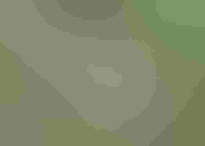 Adult male. Photo: David Larson/Flickr (CC BY-NC-ND-2.0)