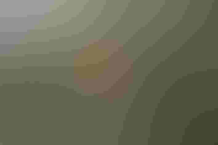 Adult male. Photo: Dominic Sherony/Flickr (CC BY-SA-2.0)