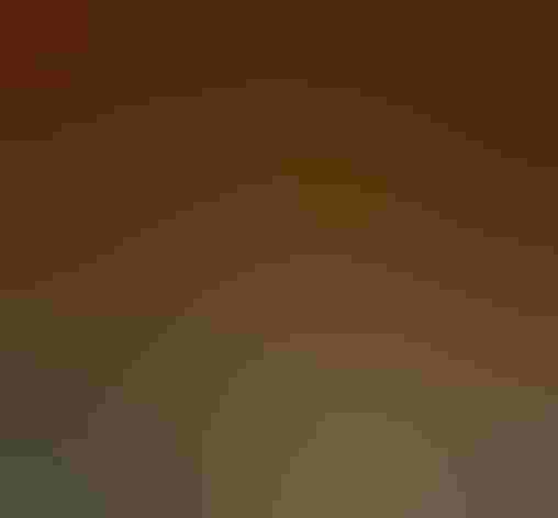 Immature male. Photo: Jerry Oldenettel/Flickr (CC BY-NC-SA-2.0)