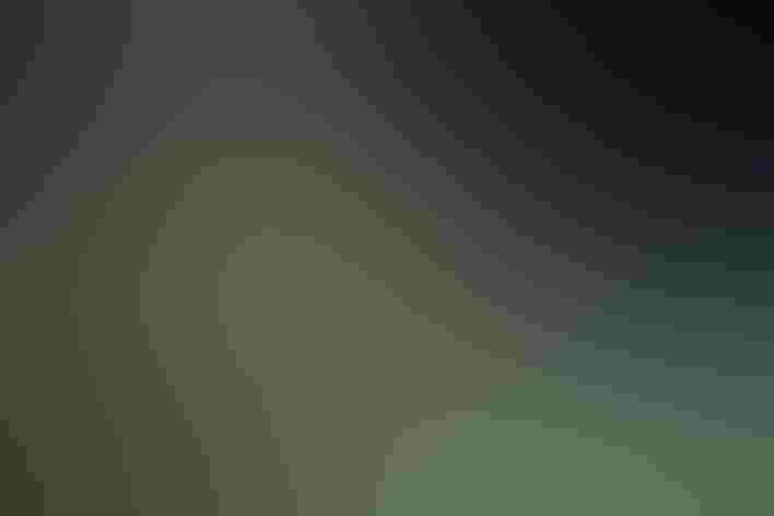 Adult female. Photo: Alastair Rae/Flickr (CC BY-SA-2.0)