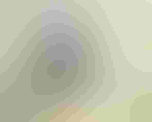 Adult (Sooty-form). Photo: Betsy Matsubara/Flickr (CC BY 2.0)