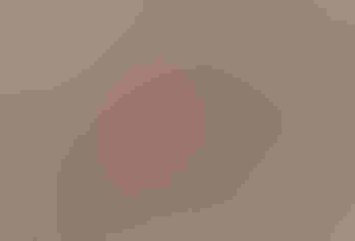 Adult (Red form). Photo: Kelly Colgan Azar/Flickr (CC BY ND 2.0)