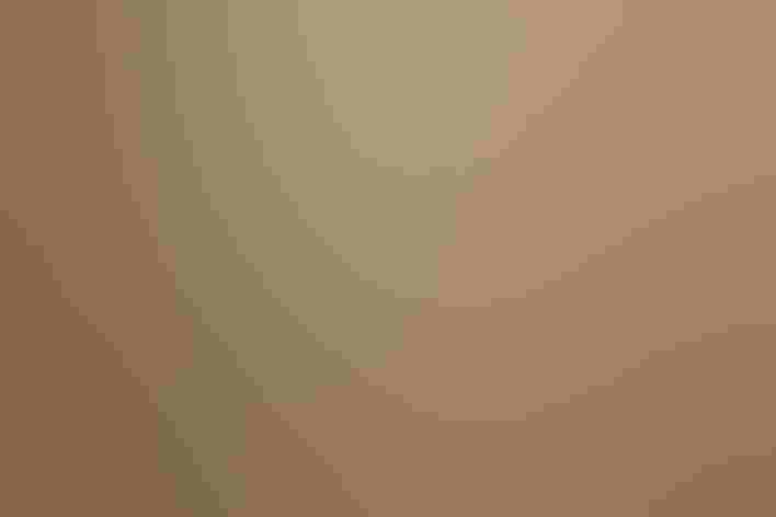 Adult (Red form). Photo: Jeff Bryant/Flickr (CC BY NC 2.0)