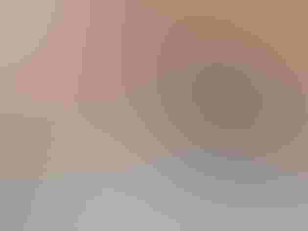 Adult (Red form). Photo: Brian Kushner