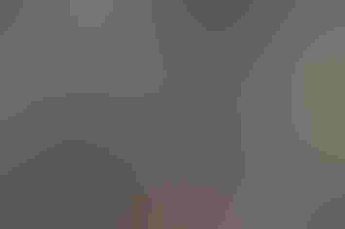 Adult (Sooty-form). Photo: Mike Charest/Flickr