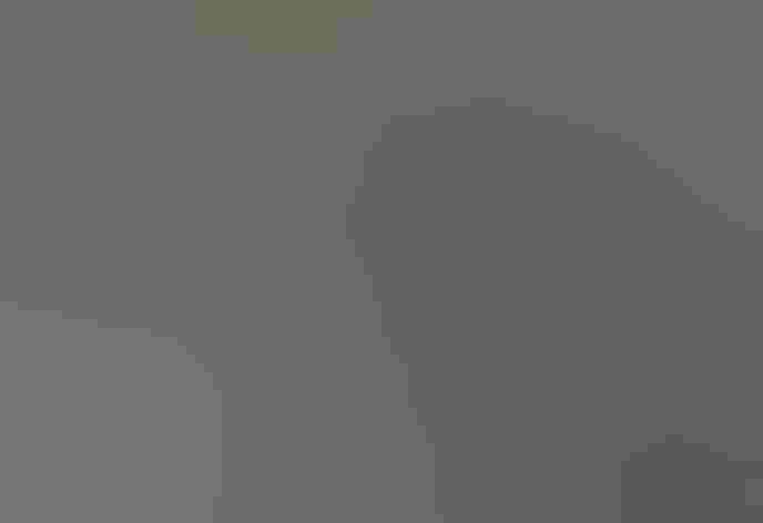 Adult (Slate-colored form). Photo: Tom Benson/Flickr (CC BY NC ND 2.0)