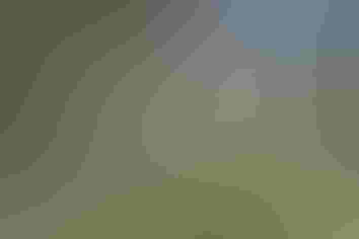 Adult (Thick-billed form). Photo: Jamie Chavez/Flickr (CC BY NC 2.0)